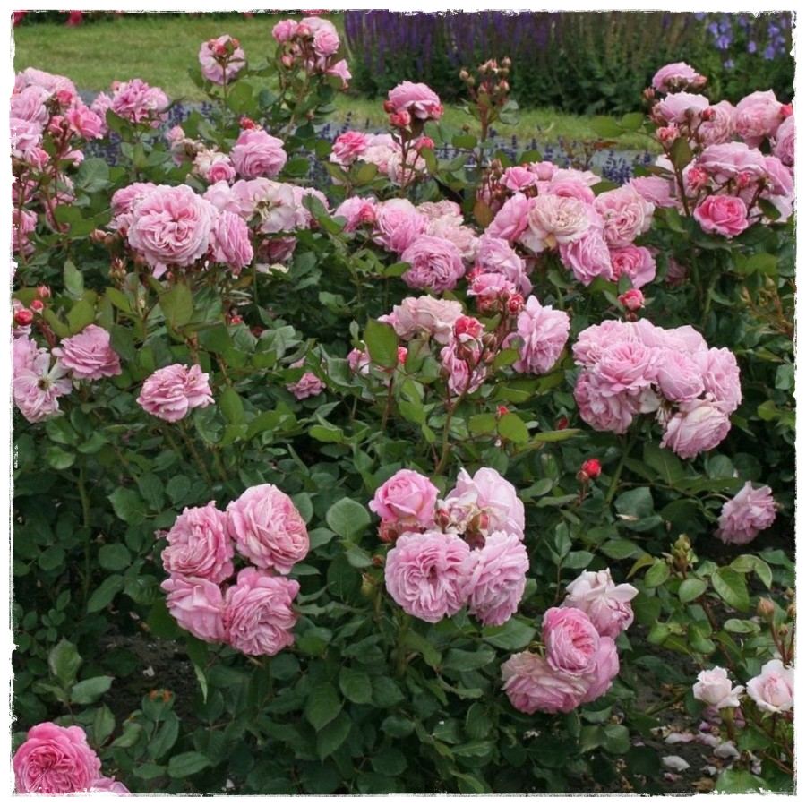 Rosengrafin Marie Henriette